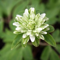 Anemone nemorosa 'Viridescens' Photo: A. Hoog